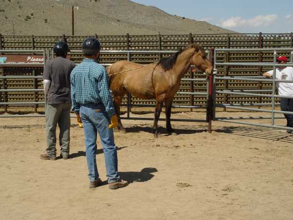 horse animal rescue team